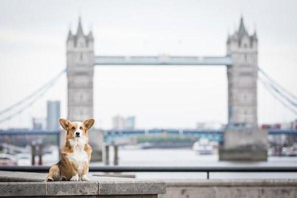 O extermínio de cães de Londres que dividiu os habitantes em 1760