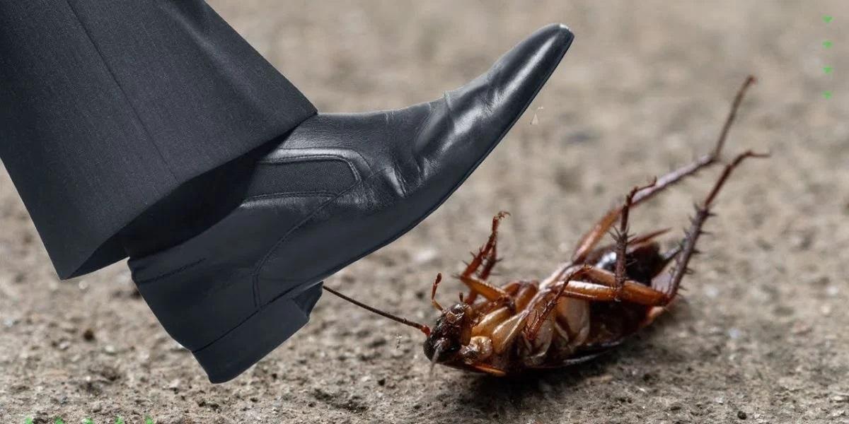 Por que você não deve pisar em baratas