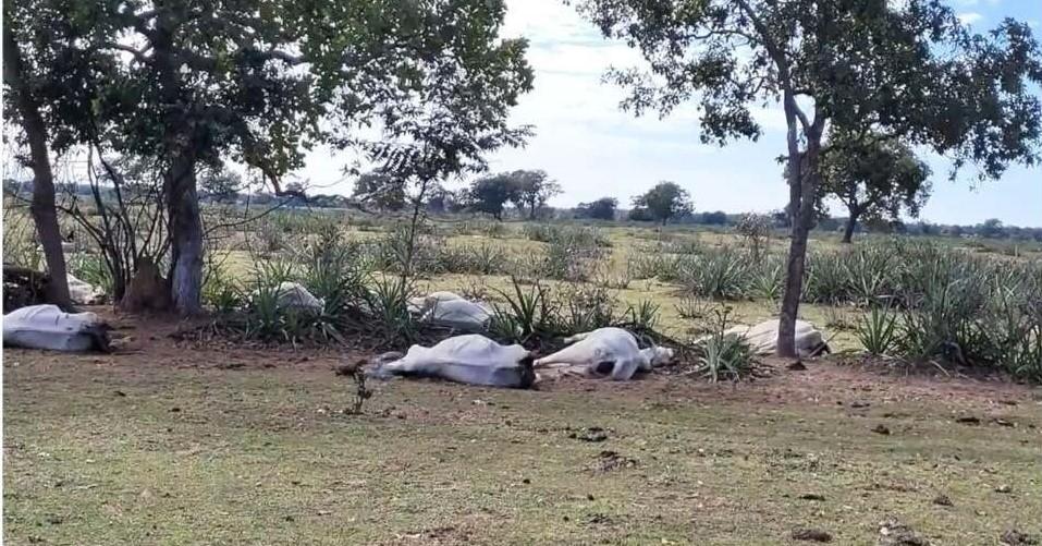 Mais de mil cabeças de gados morrem de frio em MS; prejuízo estimado é de R$ 3 milhões
