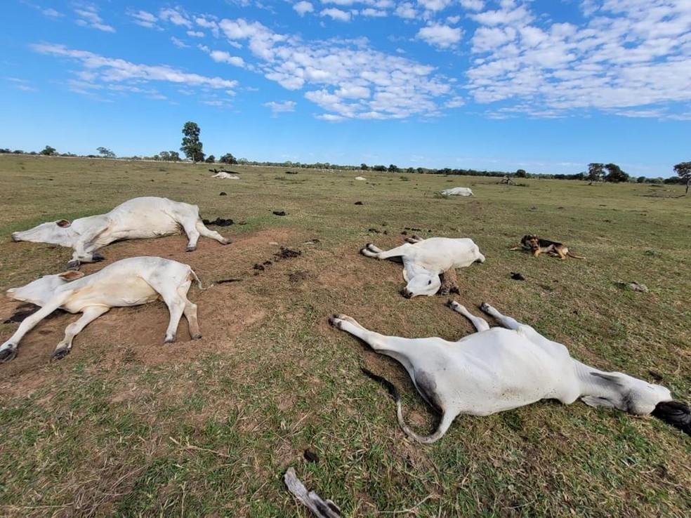 Mais de mil cabeças de gados morrem de frio em MS; prejuízo estimado é de R$ 3 milhões
