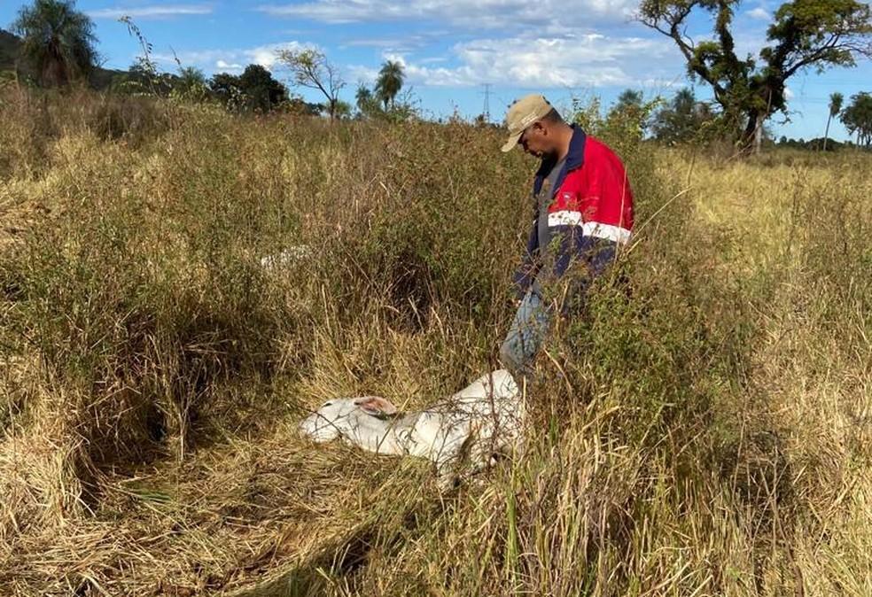 Mais de mil cabeças de gados morrem de frio em MS; prejuízo estimado é de R$ 3 milhões