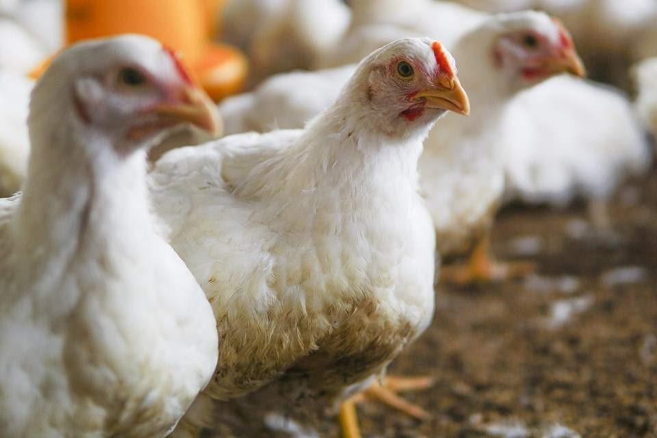 Primeiro caso de gripe aviária em ave doméstica no Brasil é registrado na Serra, ES