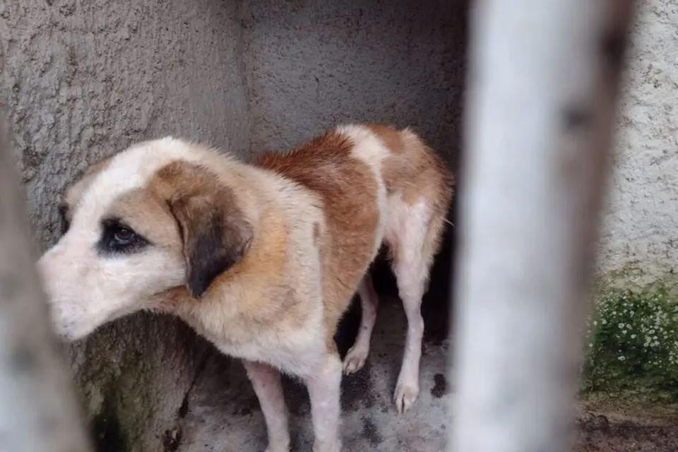 Cachorros serão assistentes de acusação em julgamento no Paraná