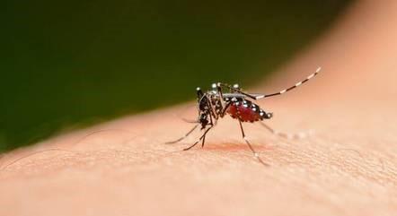 Ministério da Saúde diz que vacina japonesa contra dengue deve chegar ‘em breve’