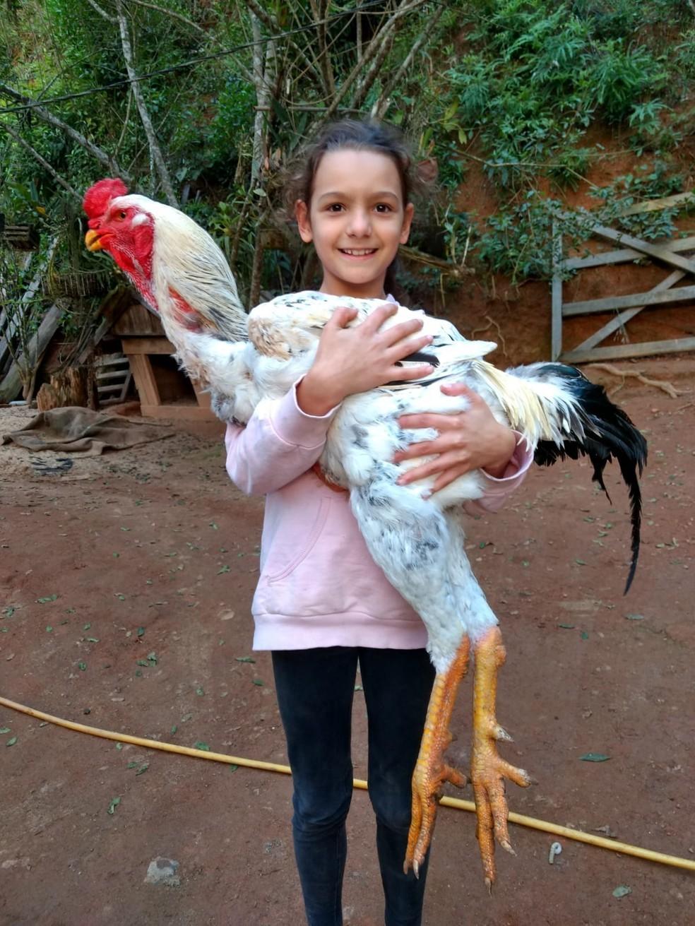 Criação de galos gigantes que medem mais de 1 metro no ES chama a atenção; aves são vendidas por R$ 6 mil e ovos por até R$ 1 mil