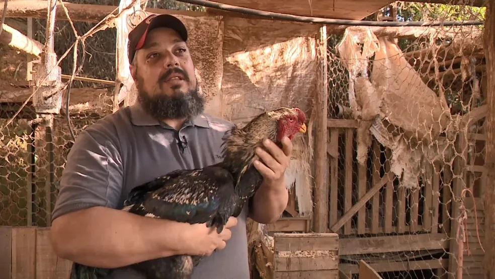Criação de galos gigantes que medem mais de 1 metro no ES chama a atenção; aves são vendidas por R$ 6 mil e ovos por até R$ 1 mil