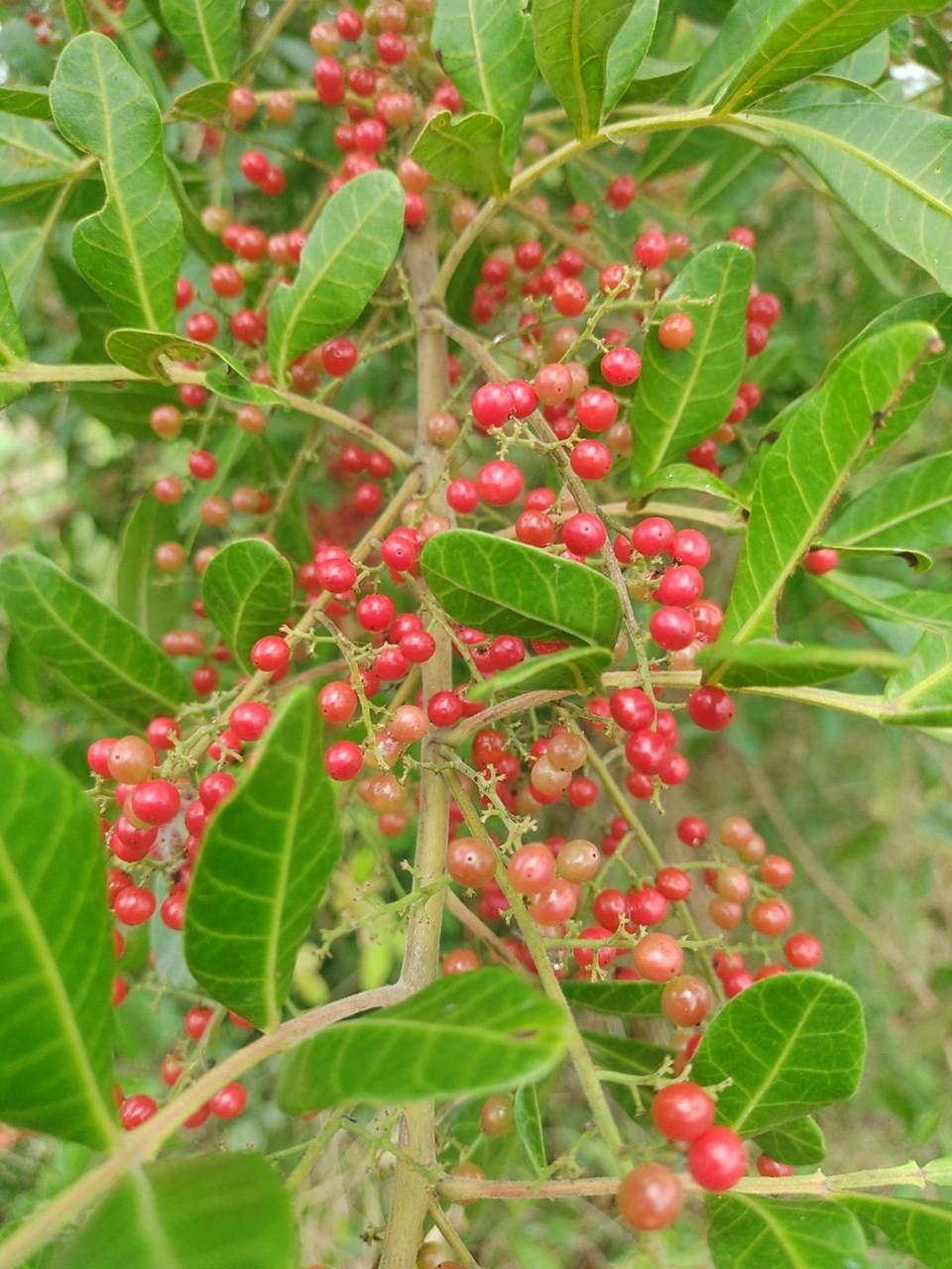 São Mateus, ES, conquista Indicação Geográfica para pimenta-rosa com apoio do Incaper