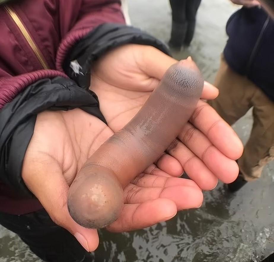 Milhares de ‘peixes-pênis’ de 25 cm são encontrados em praia na Argentina