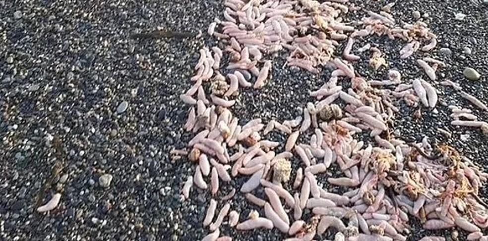 Milhares de ‘peixes-pênis’ de 25 cm são encontrados em praia na Argentina