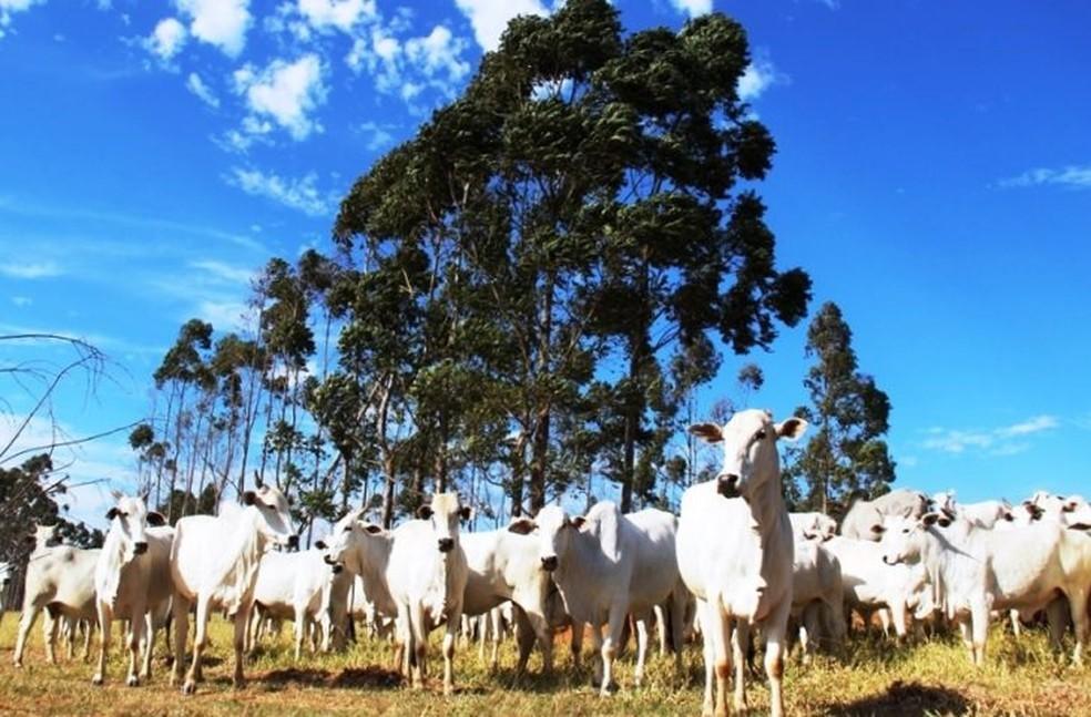 Metade das cidades do ES tem mais bois do que habitantes