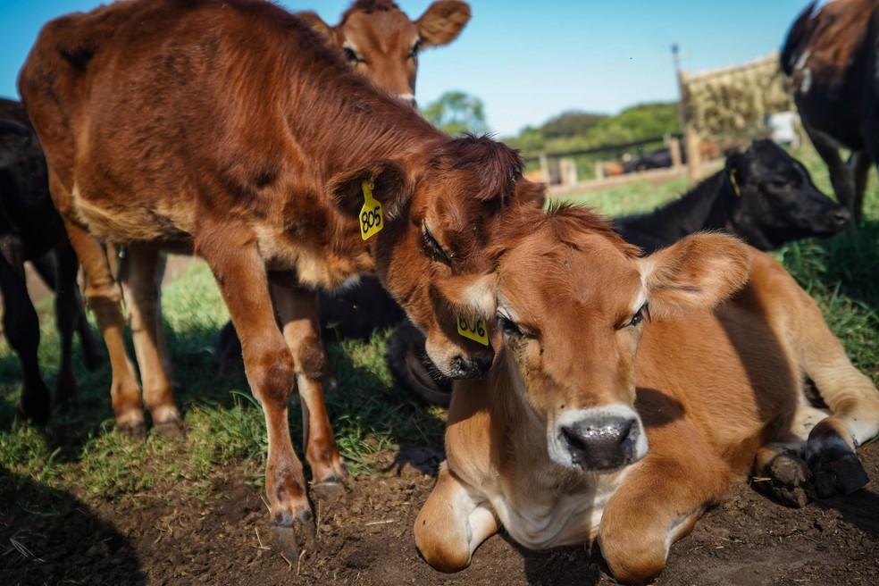 Metade das cidades do ES tem mais bois do que habitantes