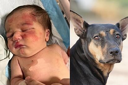 Cachorro de rua encontra bebê abandonada dentro de saco de lixo e caso gera comoção