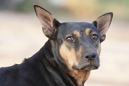 Cachorro de rua encontra bebê abandonada dentro de saco de lixo e caso gera comoção