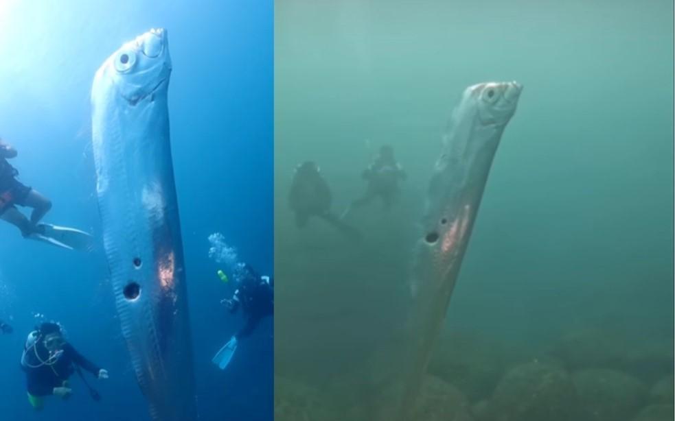 Peixe 'gigante' é flagrado por mergulhadores de Taiwan