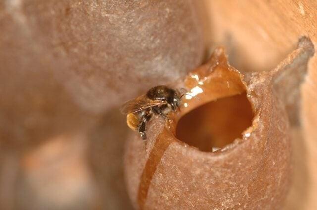 Cobiçado no exterior, mel de melato é pouco conhecido no Brasil