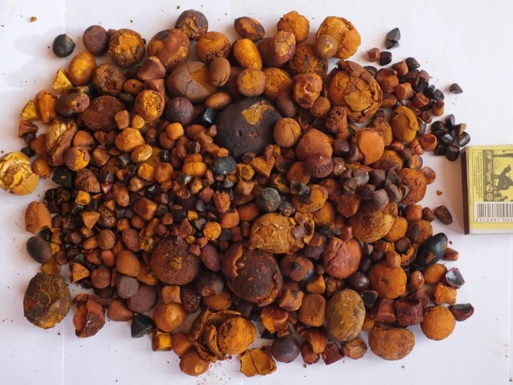Além da Carne: pedra de fel do boi chega a custar R$ 40 mil o quilo