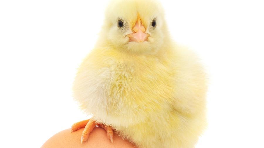 Quem veio primeiro: o ovo ou a galinha?
