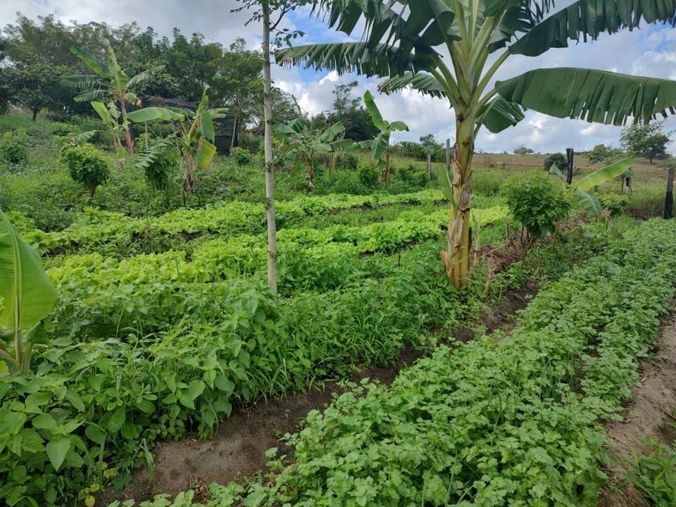 Projeto de incentivo à agroecologia faz a diferença para agricultores familiares no Norte do ES