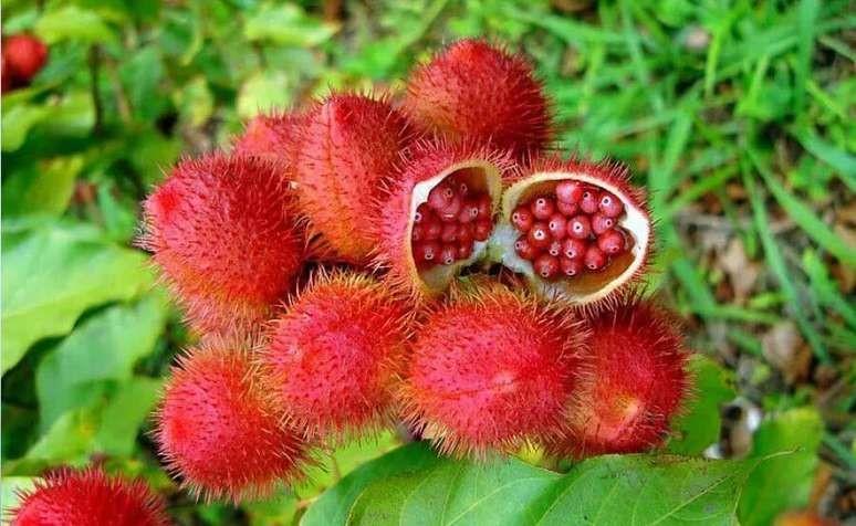 Urucum vira arma poderosa contra a queda de cabelo