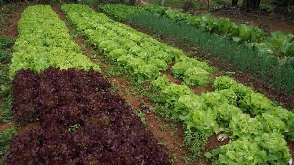 Incaper apoia seminário de agroecologia e produção orgânica em Santa Teresa