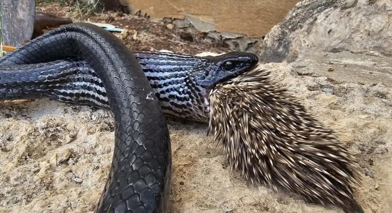 Cobra morre ao tenta devorar porco–espinho