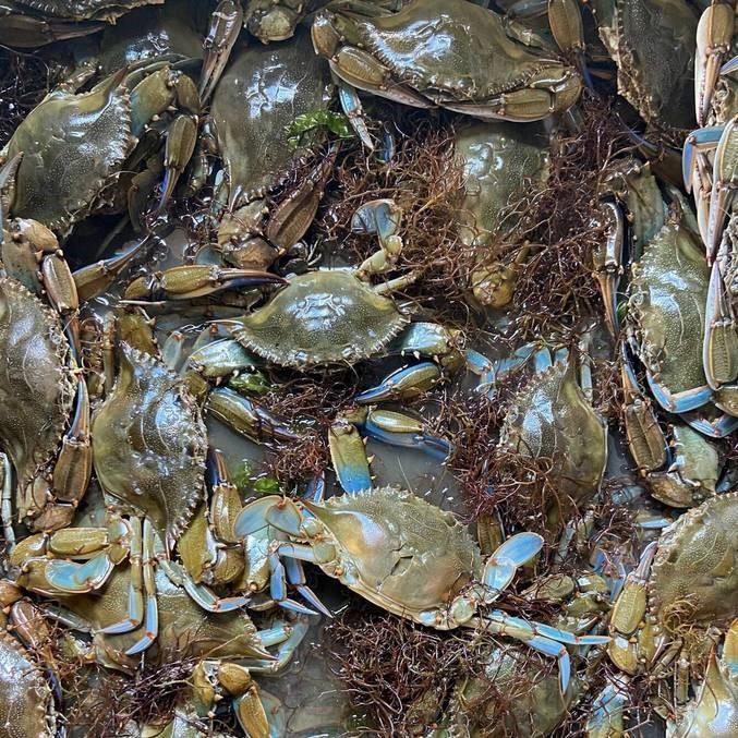 Comunidade gastará R$ 15 milhões para impedir invasão de caranguejos ‘agressivos’