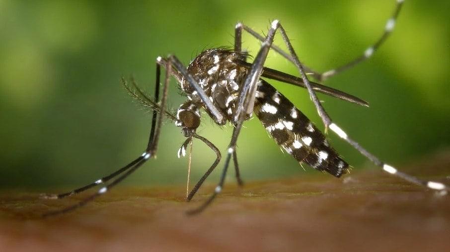 Casos de zika vírus crescem no Brasil; Sudeste registra alta de 1.600%