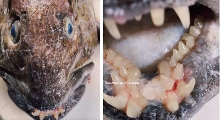 Pescador fisga peixe monstruoso das profundezas com dentes ‘humanos’