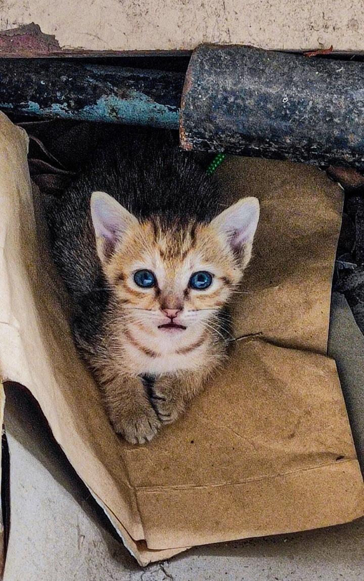 São Mateus no ES adere a programa estadual de prevenção e combate às condições degradantes para animais domésticos
