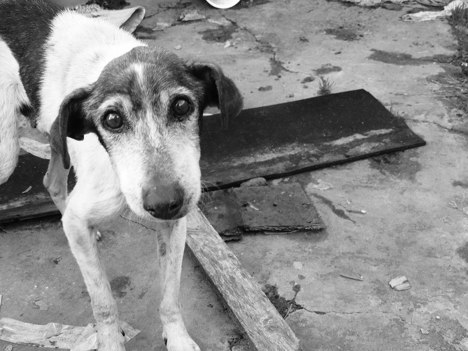 São Mateus no ES adere a programa estadual de prevenção e combate às condições degradantes para animais domésticos