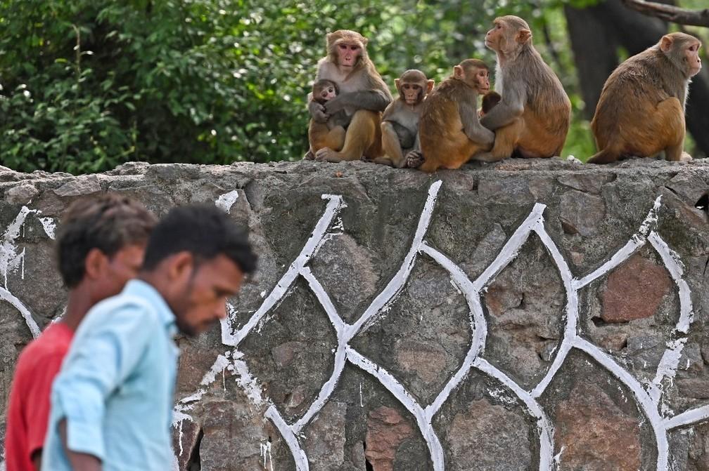 Índia usará ‘homens macaco’ e totens para espantar primatas de sede de cúpula do G20