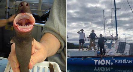 Cardume de tubarões-charuto consegue afundar catamarã inflável que tentava dar a volta ao mundo