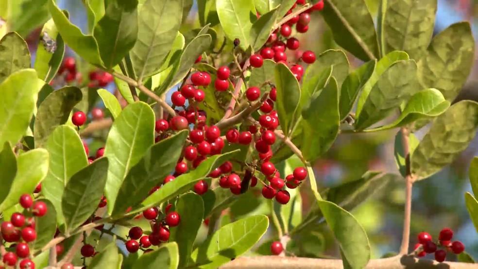 São Mateus no ES conquista selo de Indicação Geográfica da pimenta-rosa e produtores esperam expandir vendas