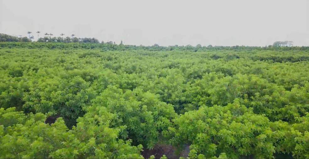 São Mateus no ES conquista selo de Indicação Geográfica da pimenta-rosa e produtores esperam expandir vendas