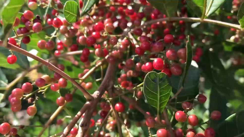 São Mateus no ES conquista selo de Indicação Geográfica da pimenta-rosa e produtores esperam expandir vendas