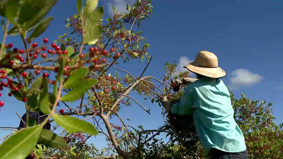 São Mateus no ES conquista selo de Indicação Geográfica da pimenta-rosa e produtores esperam expandir vendas