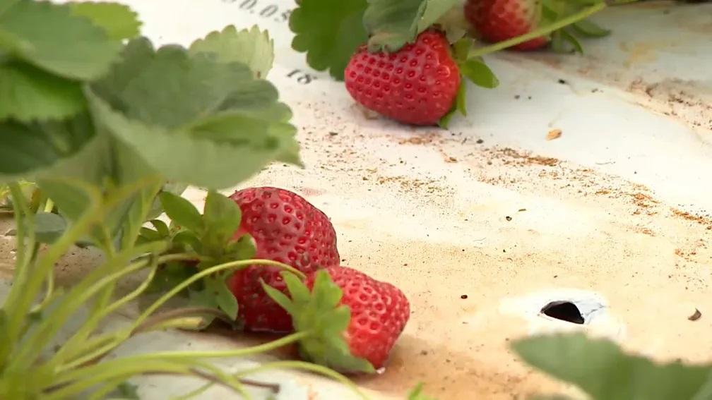 Produtores apostam no cultivo de morangos em Colatina, uma das cidades mais quentes do ES