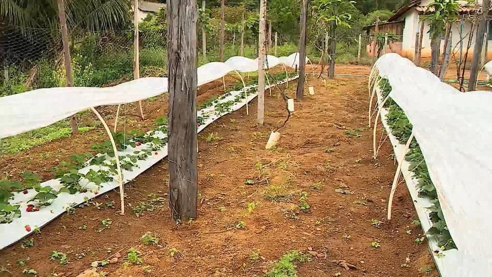 Produtores apostam no cultivo de morangos em Colatina, uma das cidades mais quentes do ES