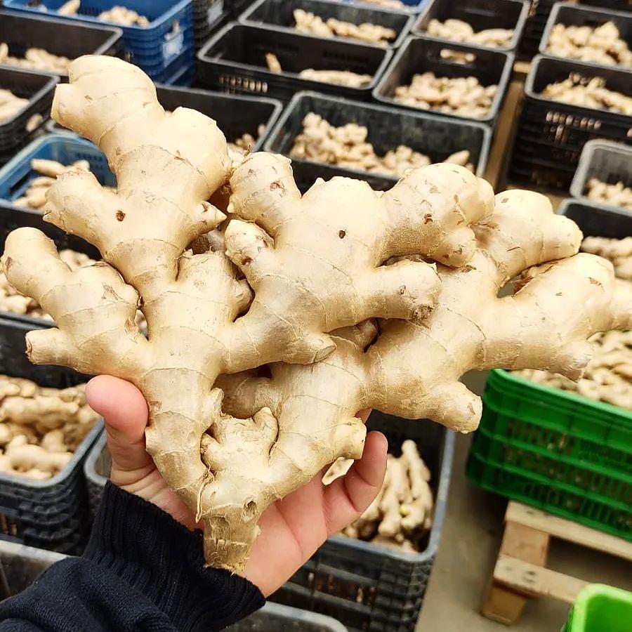 Exportações do agronegócio no ES alcançam US$ 1,2 bilhão nos oito primeiros meses de 2023