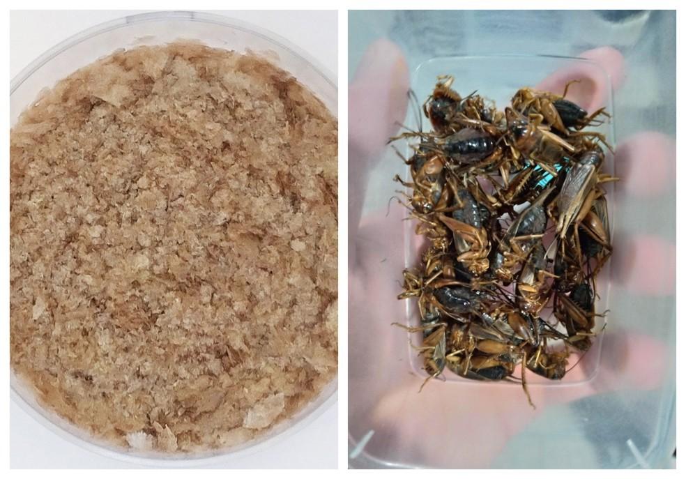 Proteína de grilo: cientista encontra forma mais aceitável de introduzir insetos na dieta brasileira