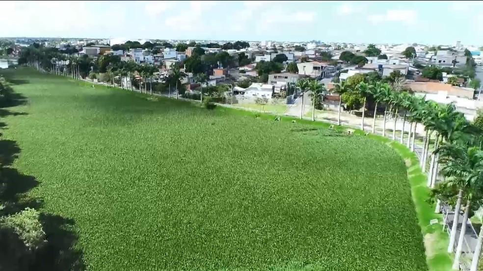 Plantas que crescem em ambientes poluídos formam ‘tapete verde’ em lagoa de Linhares, no ES