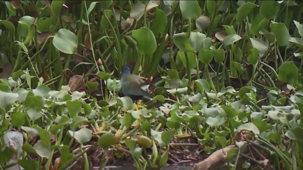 Plantas que crescem em ambientes poluídos formam ‘tapete verde’ em lagoa de Linhares, no ES