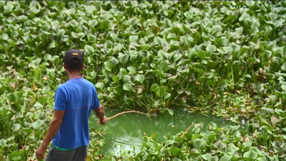 Plantas que crescem em ambientes poluídos formam ‘tapete verde’ em lagoa de Linhares, no ES