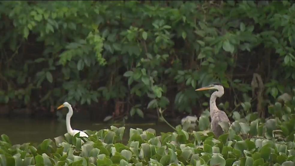 Plantas que crescem em ambientes poluídos formam ‘tapete verde’ em lagoa de Linhares, no ES