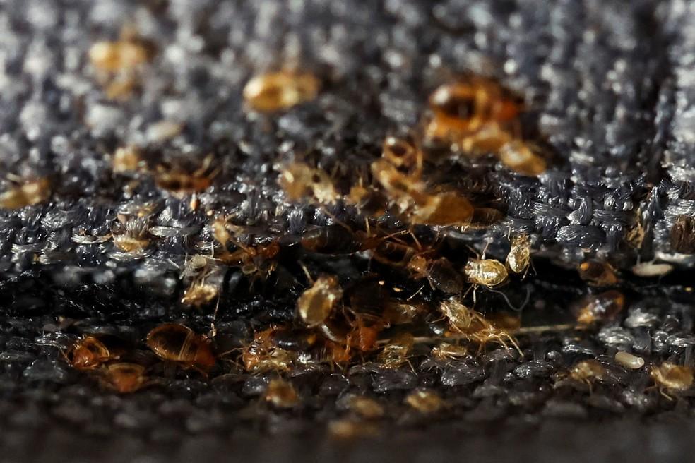 Por que um inseto atormenta Paris a menos de um ano das Olimpíadas