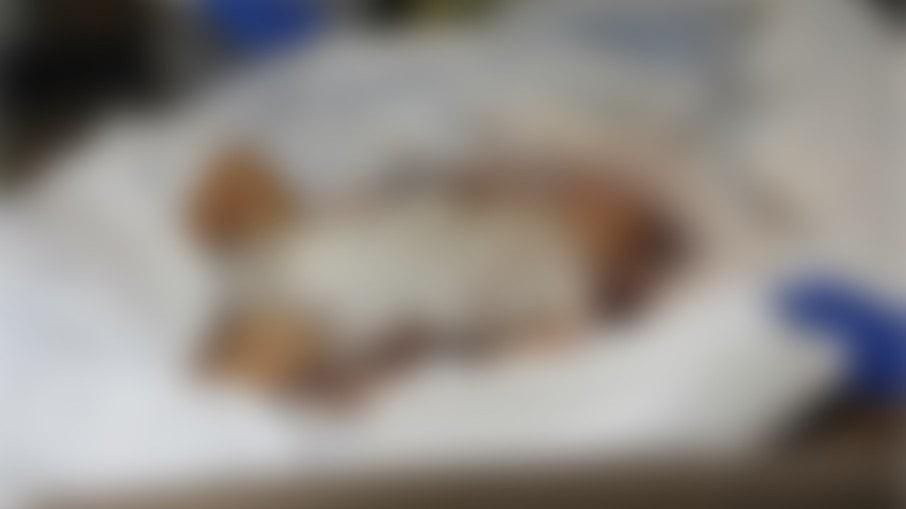 Israel divulga fotos de corpos de bebês queimados nos ataques do Hamas