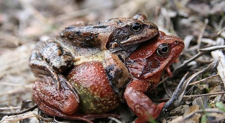 Rãs fêmeas se fingem de mortas para evitar sexo indesejado, diz estudo