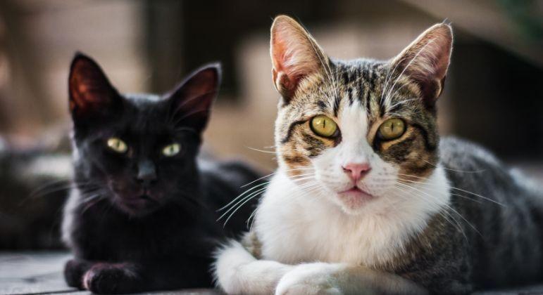 Polícia resgata mil gatos que seriam vendidos como carne de porco