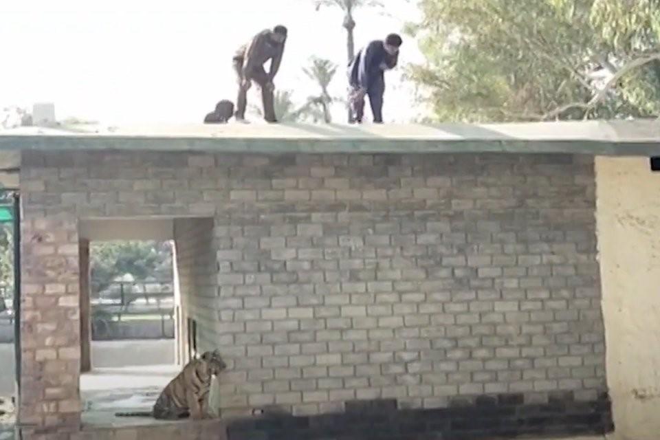 Homem é encontrado morto na jaula dos tigres em zoológico