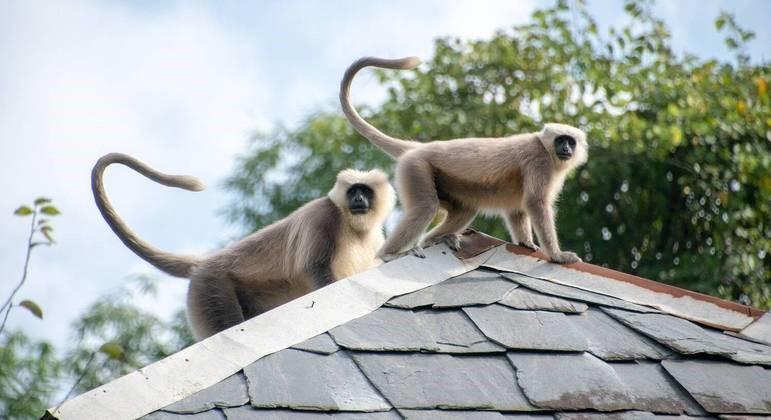 Gangue de macacos persegue criança de 6 anos e a joga do telhado da própria casa